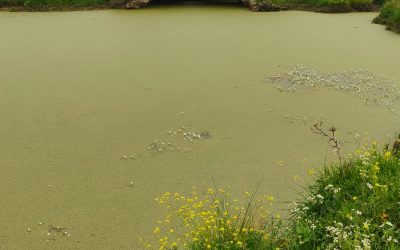 El PSOE alerta del estado deplorable de la Ermita de San Jorge y exige a la Junta de Extremadura que se tomen medidas inmediatas para protegerla