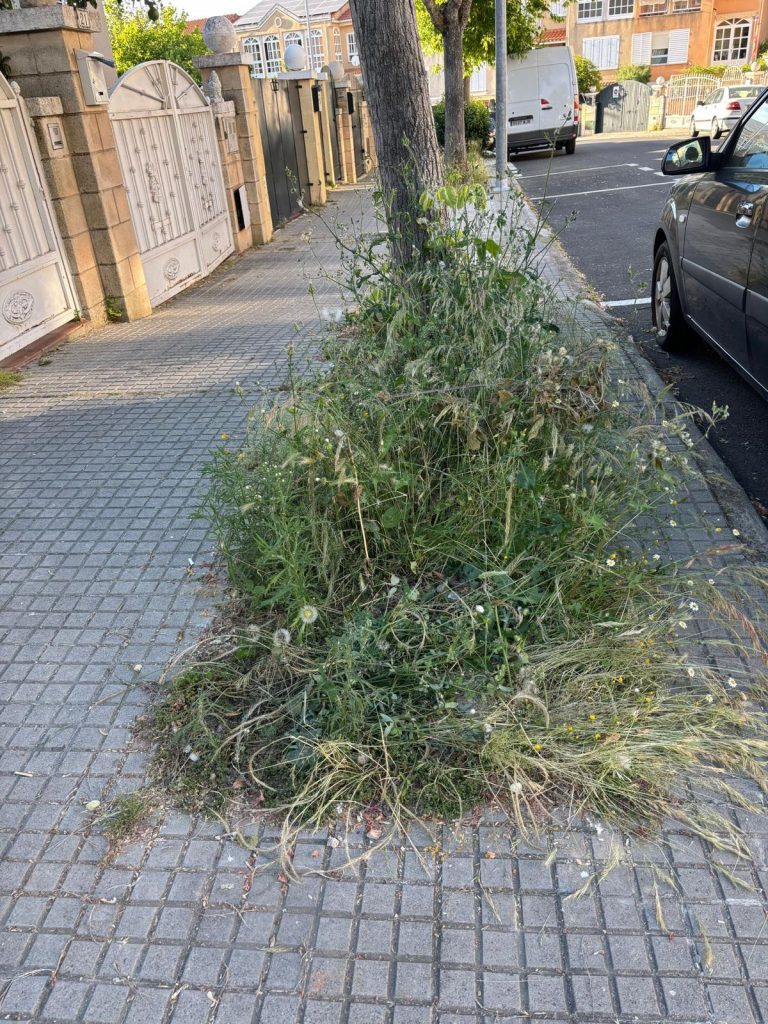 26-9-2025 Arbol