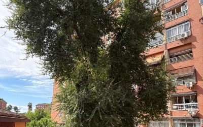 El PSOE denuncia el abandono absoluto de las zonas verdes en la ciudad y la falta de poda que conlleva problemas de iluminación e inseguridad
