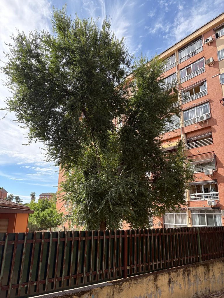 26-9-2025 Arbol Colegio Moctezuma