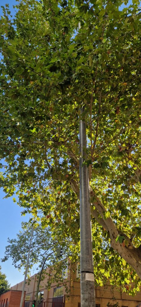 26-9-2026 Arbol farola