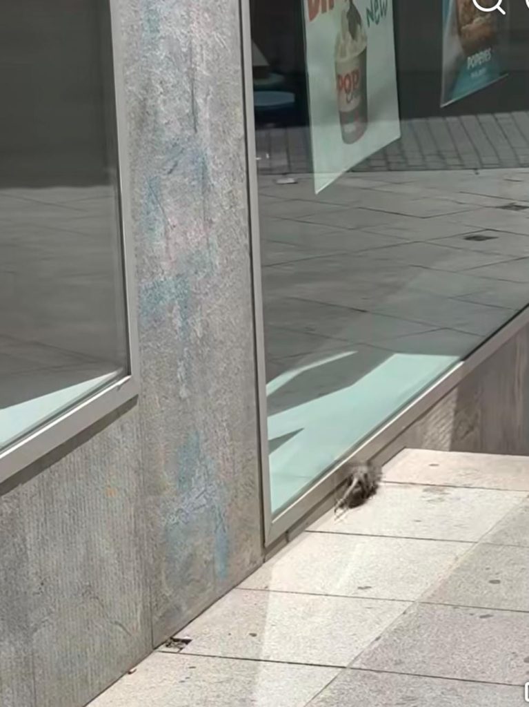 Proliferación de Ratas en Cáceres