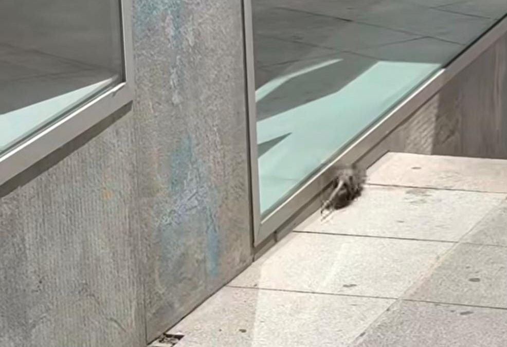 Proliferación de Ratas en Cáceres