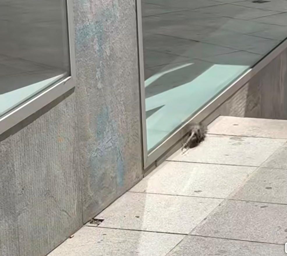 Proliferación de Ratas en Cáceres